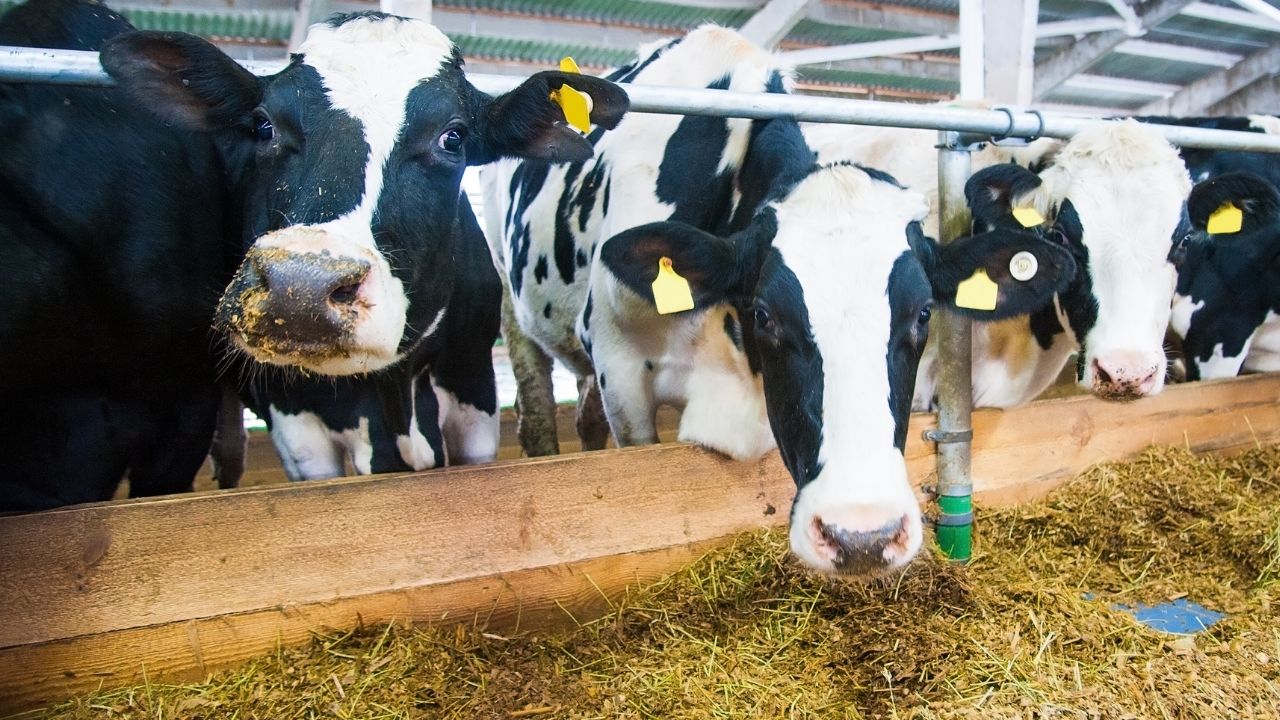 Türkiye’de süt üretimindeki düşüş yılın son çeyreğinde de devam etti.